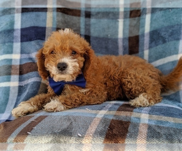 Medium Photo #5 Cavachon-Poodle (Toy) Mix Puppy For Sale in LANCASTER, PA, USA