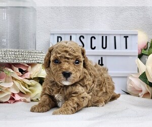 Poodle (Toy) Puppy for Sale in COLLEGE STA, Texas USA