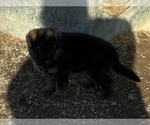 Small #4 German Shepherd Dog