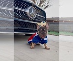 Small #3 French Bulldog