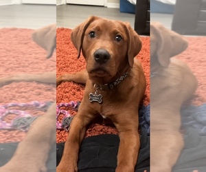 Labrador Retriever Puppy for sale in MOUNDS VIEW, MN, USA