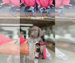 Small Photo #8 German Shorthaired Pointer Puppy For Sale in JAMESTOWN, KY, USA