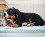 Small #3 Bernese Mountain Dog