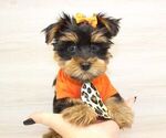 Small #6 Yorkshire Terrier