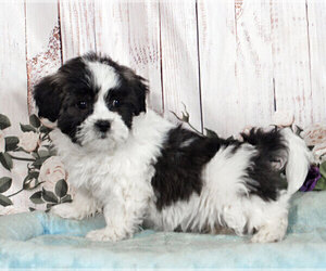 Zuchon Puppy for sale in PENNS CREEK, PA, USA