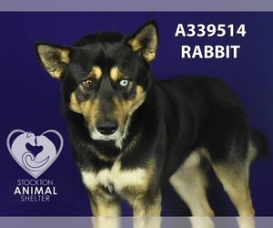 Siberian Husky-Unknown Mix Dogs for adoption in Stockton, CA, USA
