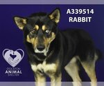 Small Photo #1 Siberian Husky-Unknown Mix Puppy For Sale in Stockton, CA, USA
