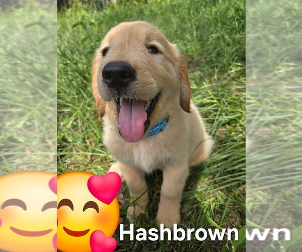 Medium Photo #19 Golden Retriever Puppy For Sale in PLANT CITY, FL, USA