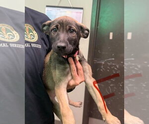 Mutt Dogs for adoption in SHERBURNE, NY, USA
