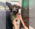 Stella (NY-Emily) - Female Mutt Dog for Adoption - Small photo