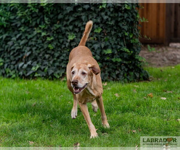 Medium Photo #2 Labrador Retriever-Unknown Mix Puppy For Sale in Clovis, CA, USA