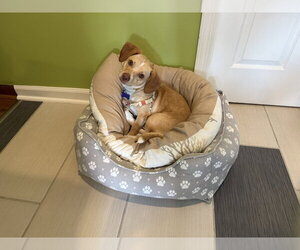 Chiweenie Dogs for adoption in Springdale, PA, USA