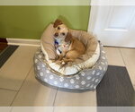 Small Chiweenie