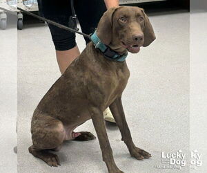 Medium German Shorthaired Pointer Mix