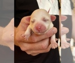 Small Photo #7 Maltipoo Puppy For Sale in ALEXANDRIA, VA, USA