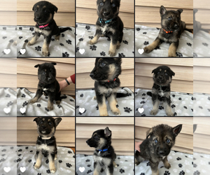 German Shepherd Dog-Siberian Husky Mix Puppy for sale in SALEM, OR, USA