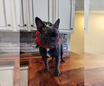 Small Photo #6 French Bulldog Puppy For Sale in MANSFIELD, TX, USA