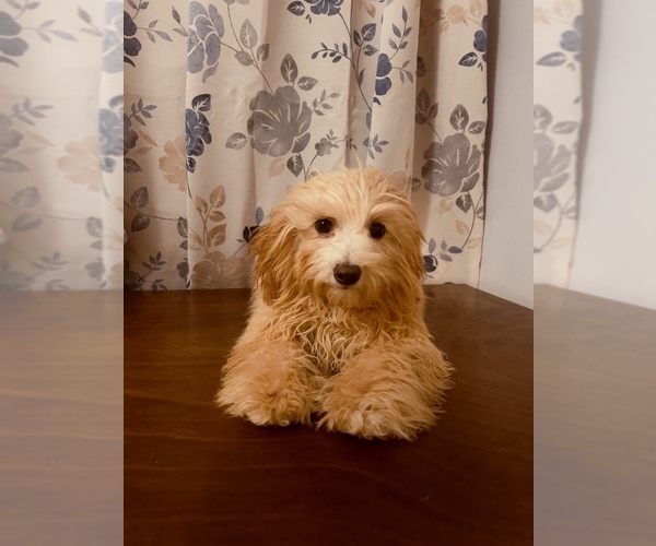 Medium Photo #6 Cavapoo Puppy For Sale in DURHAM, CT, USA