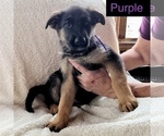 Small Photo #10 German Shepherd Dog Puppy For Sale in PITTSBORO, IN, USA