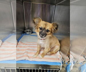 Medium Papillon Mix