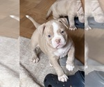 Puppy Snow Bunny American Bully