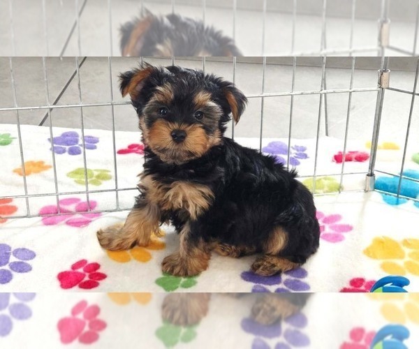 Medium Photo #1 Yorkshire Terrier Puppy For Sale in ORO VALLEY, AZ, USA