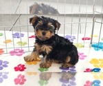 Image preview for Ad Listing. Nickname: Oscar