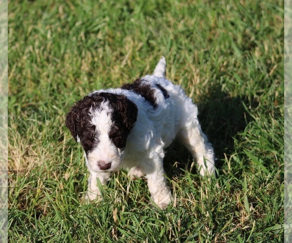 Medium Photo #38 Goldendoodle Puppy For Sale in HOWARD CITY, MI, USA