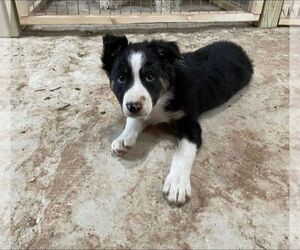 Border Collie Puppy for sale in MOUNTAIN HOME, AR, USA