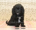 Small #3 Cavapoo