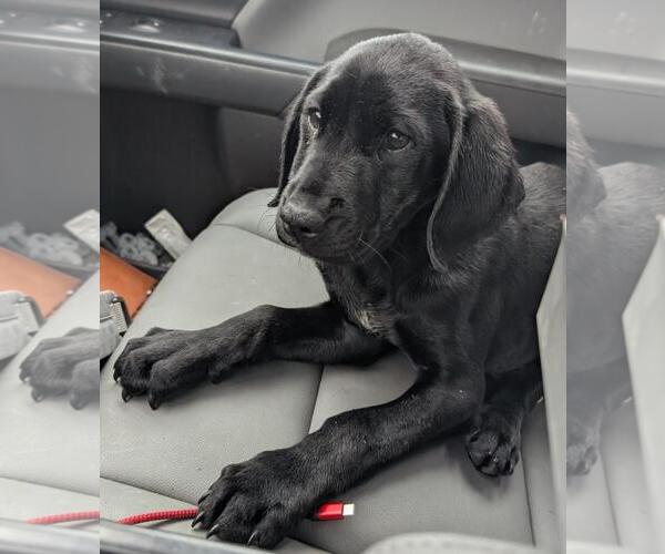 Medium Photo #2 Labrador Retriever-Unknown Mix Puppy For Sale in Rockwall, TX, USA