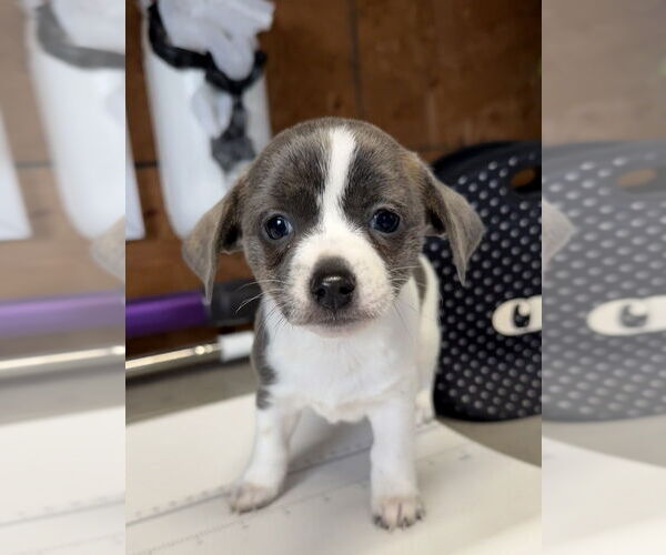 Medium Photo #3 Fox Terrier (Toy) Puppy For Sale in Bolivar, MO, USA