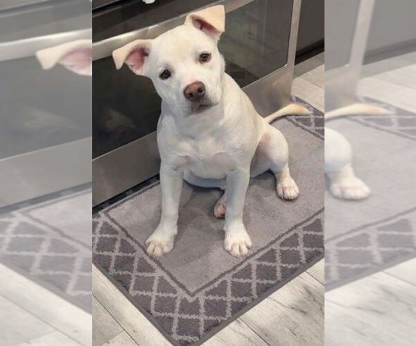 Medium Photo #6 American Pit Bull Terrier-Labrador Retriever Mix Puppy For Sale in Redlands, CA, USA