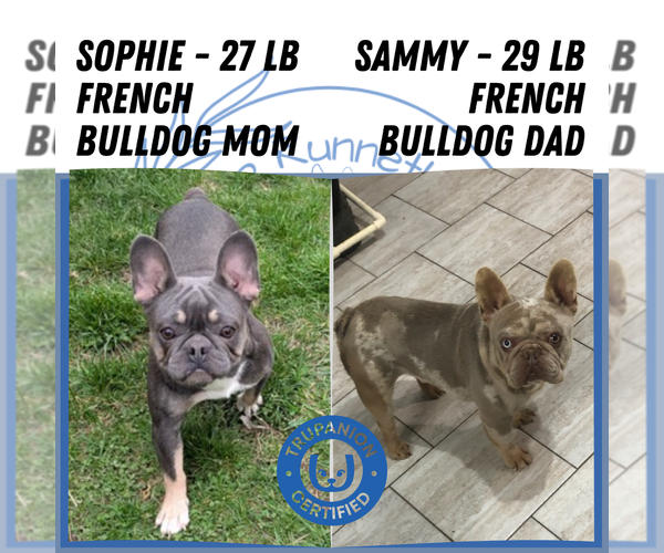Medium Photo #10 French Bulldog Puppy For Sale in GOSHEN, IN, USA