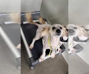 Miniature Schnauzer-Poodle (Miniature) Mix Dogs for adoption in Forestville, MD, USA