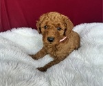 Puppy Pink Goldendoodle (Miniature)