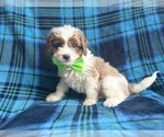 Small #3 Cavapoo