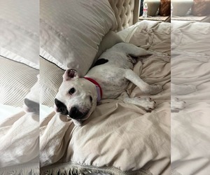 Sam & Izzy - Female American Pit Bull Terrier-Unknown Mix Dog for Adoption - Photo #4