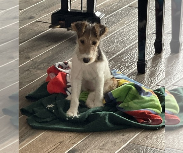 Medium Photo #6 Wire Fox Terrier Puppy For Sale in MUNFORD, TN, USA