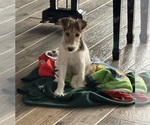 Small #5 Wire Fox Terrier