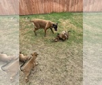 Small Photo #20 Belgian Malinois Puppy For Sale in IMPERIAL BEACH, CA, USA