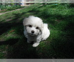 Small Photo #25 Coton de Tulear Puppy For Sale in COLUMBIA, MO, USA