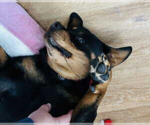 Queenie - Female Rottweiler-Unknown Mix Dog for Adoption - Photo #4