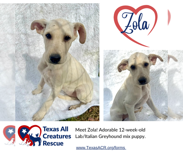 Medium Photo #1 Italian Greyhound-Labrador Retriever Mix Puppy For Sale in Lillian, TX, USA