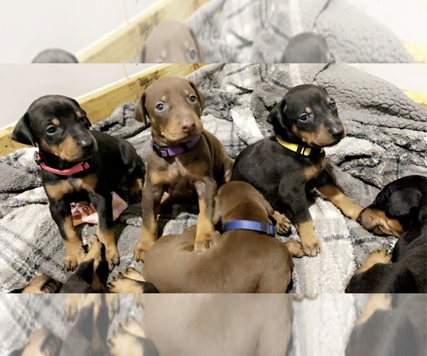 View Ad Doberman Pinscher Puppy for Sale near Illinois