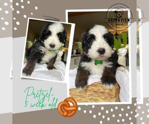 Bernedoodle-Sheepadoodle Mix Puppy for Sale in DENVER, Pennsylvania USA