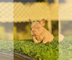 Small #14 French Bulldog