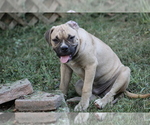 Litter of 5 - Male(s) and Female(s) American BulldogLitter of Puppies for Sale - Photo #2