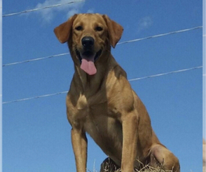 Father of the Labrador Retriever puppies born on 04/11/2023