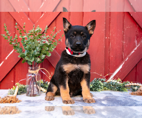 Medium Photo #1 German Shepherd Dog Puppy For Sale in PARKESBURG, PA, USA